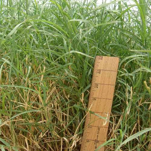 GIANT BERMUDAGRASS SEED Douglass King Seeds